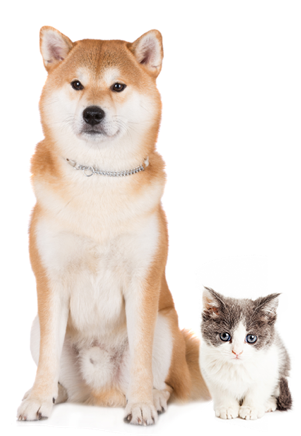 Pet Friendly